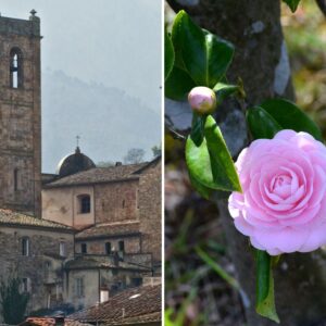 IL BORGO E LA FESTA DELLE CAMELIE