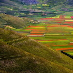 FIORITURA DI CASTELLUCCIO DI NORCIA